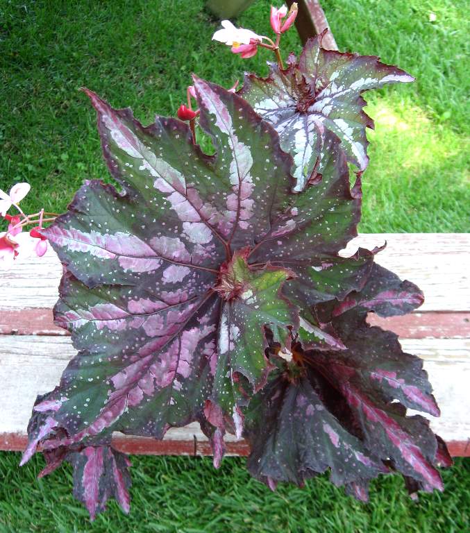 B. ‘Deco Twist’